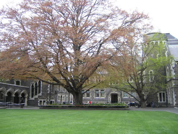 South Quadrangle copper beech, Arts Centre, 2004