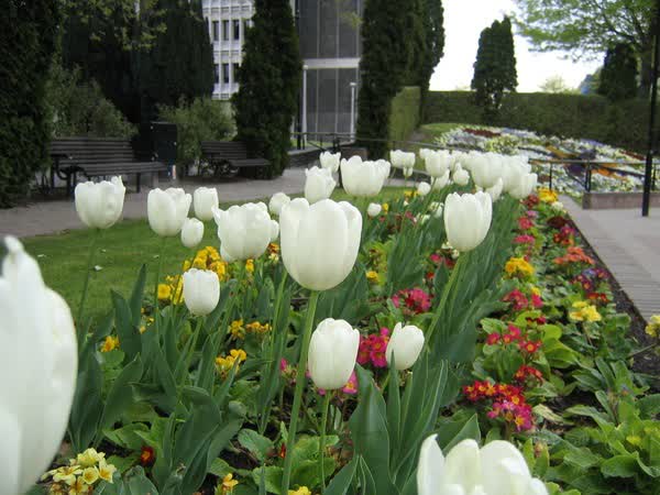 Tulips and polyanthus in Victoria Square garden, 2004