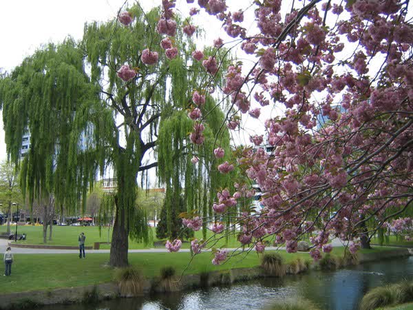 Large weeping willow in Victoria Square, 2004
