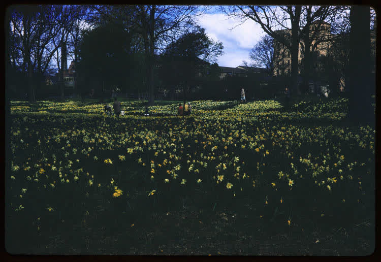 Daffodil Lawn, Hagley Park, Christchurch, 1950