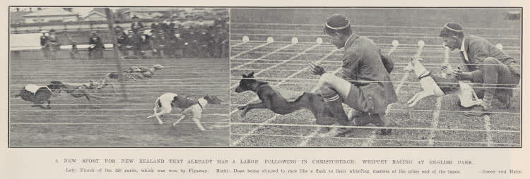 Whippet racing at English Park, Christchurch, 1927