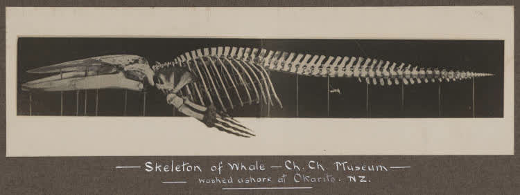Skeleton of a whale, 1920