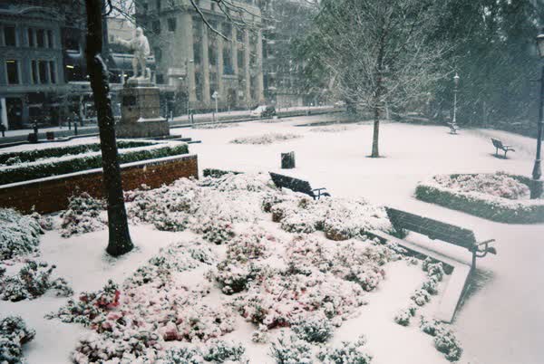 Scott Statue Reserve in the snow, 2005