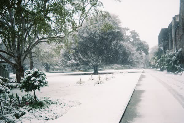 Snow falling in the Botanic Gardens, 2005