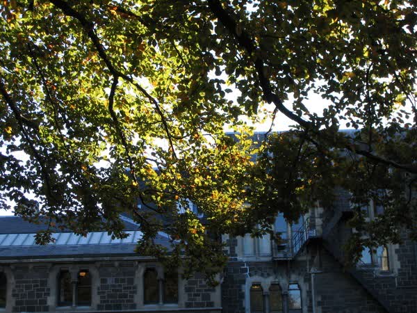 Copper beech foliage and the Classics Building, 2005
