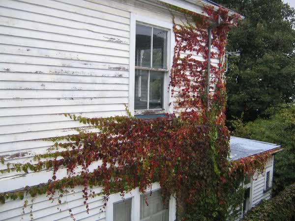 Ivy growing up the back of a house, 2005