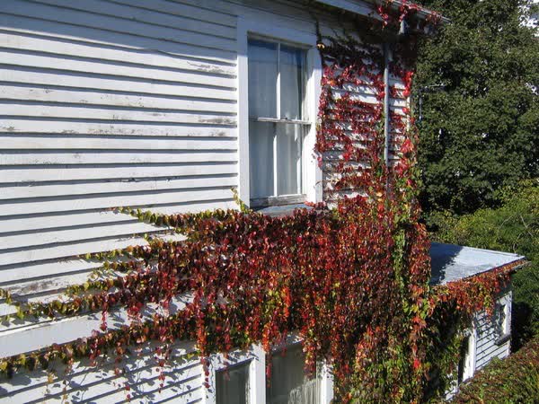 Ivy growing on 15 Salisbury Street, 2005
