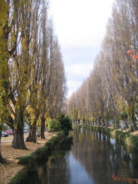 Avon River poplar trees in autumn, 2005