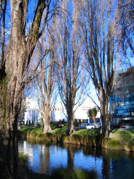 Poplar trees on Oxford Terrace, 2005