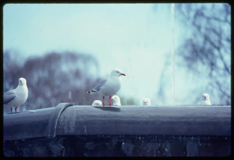 Red-billed gulls, Christchurch, 1976, 1970