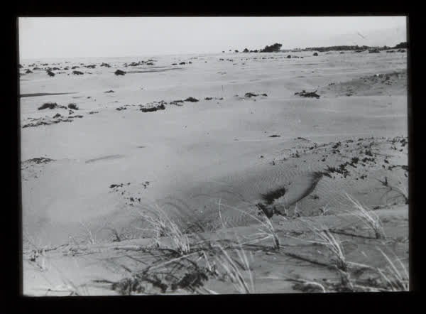 Foredunes at a beach, 1900
