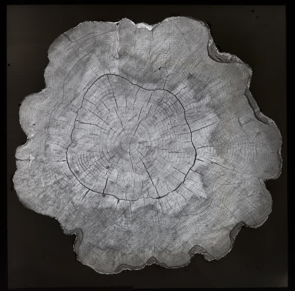 Radiata pine cross section, 1940