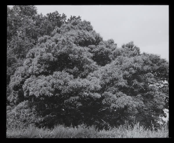 Large trees, 1943
