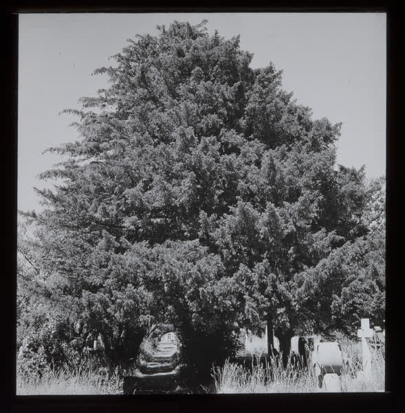 Specimen tree in a cemetery, 1940