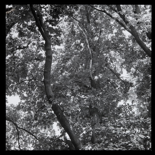Tree canopy, 1943