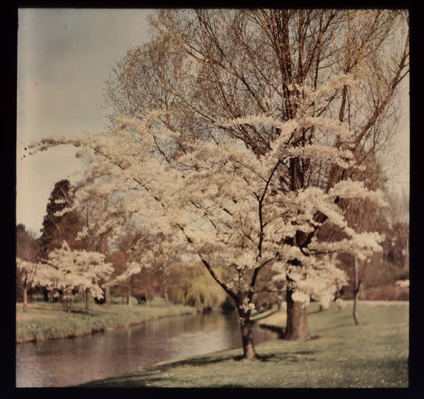 Blossom trees along the Avon River, 1952
