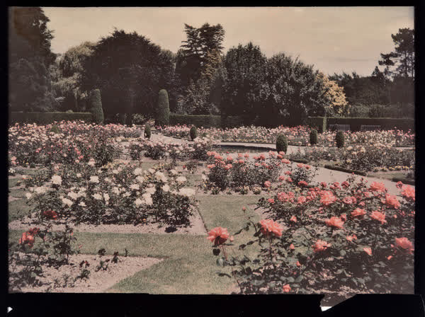 Christchurch Botanic Gardens rose garden, 1951