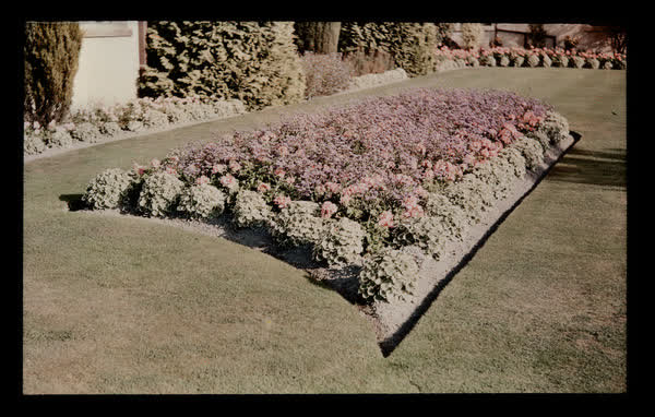 Verbena garden at Edmonds, 1953