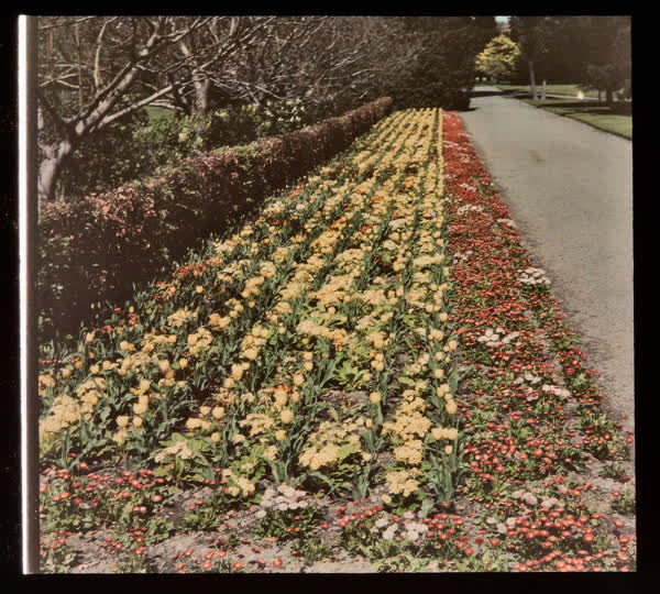 Polyanthus and tulips, 1950