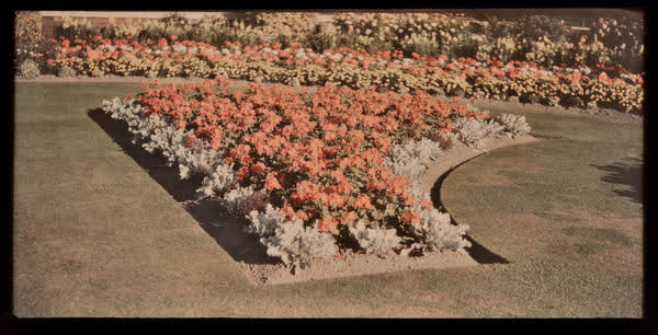 Edmonds Factory Garden, 1950