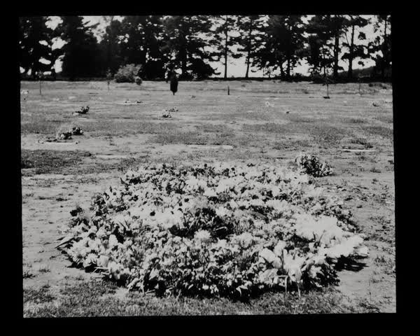 Funeral wreath, 1948