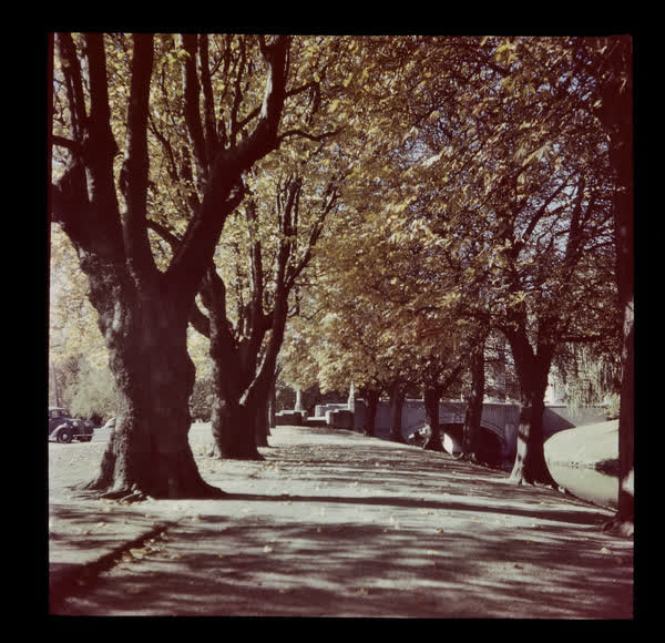 Tree lined path, 1950