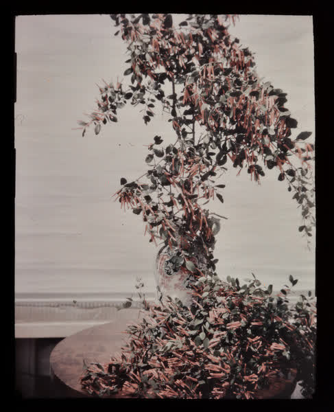 Fuchsia floral arrangment, 1938