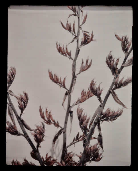 Harakeke stalk, 1938