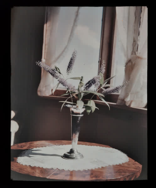 Purple flower cutting, 1938
