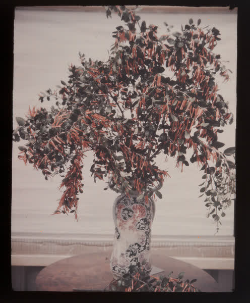 Floral display of fuchsia, 1938