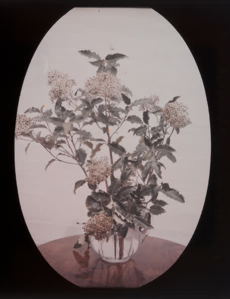 New Zealand Holly floral arrangement, 1938
