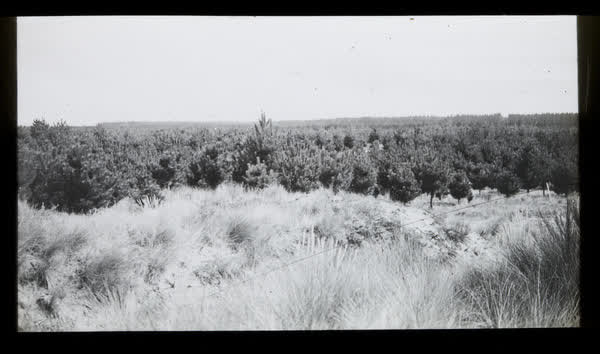 Sand dunes and pine trees, 1940