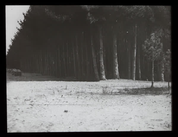 Pine tree plantation, 1940
