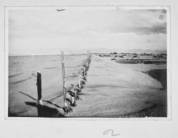 Formation of foredunes, 1900