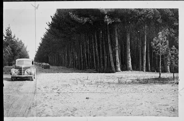 Pine tree harvesting, 1940