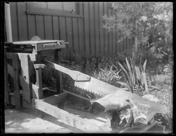 Saw cutting a log, 1900