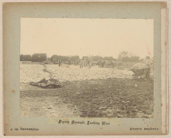 Drying grounds looking west, 1890