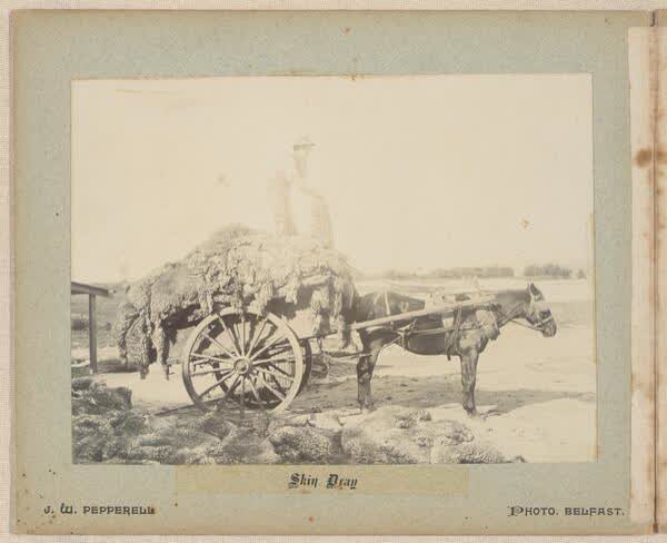 Skin dray, 1890