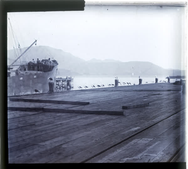 Seagulls on a Lyttelton wharf, 1910
