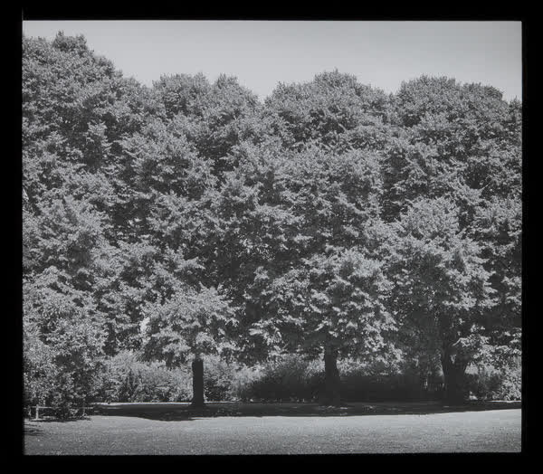 Victoria Park trees, 1940
