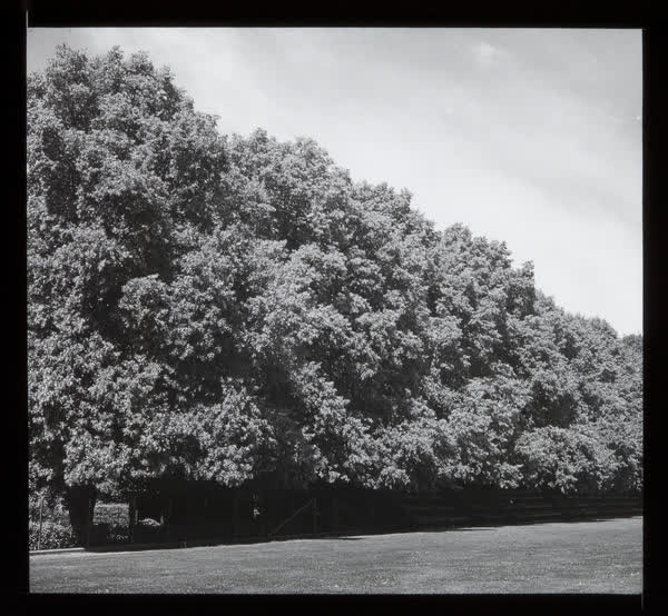 A tree lined park, 1940