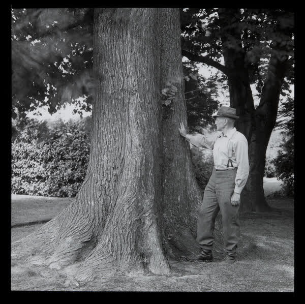 Man standing beside a large tree, 1943