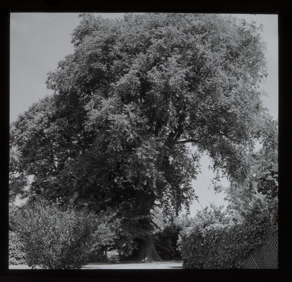 Risingholme specimen tree, 1943