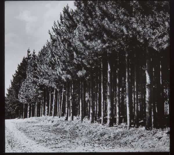 Radiata pine with lifted canopies, 1940