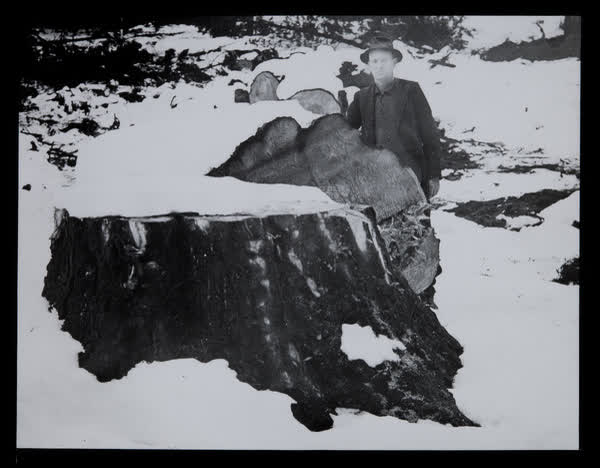 Felled trees, 1940