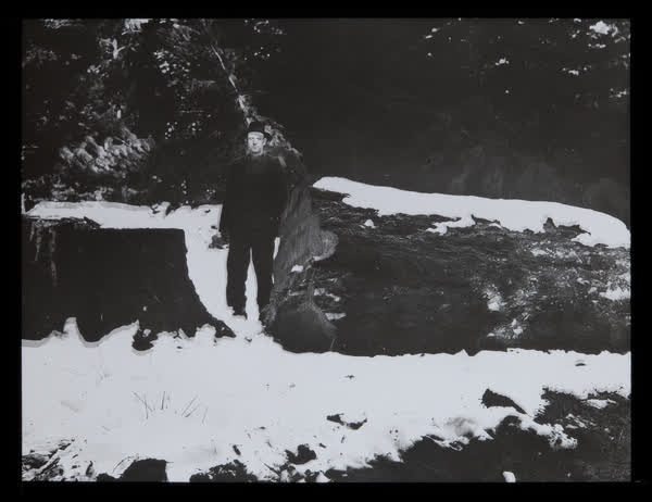A felled tree, 1940