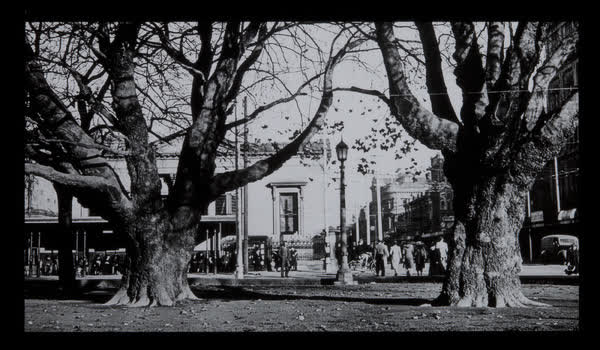 Oriental Plane trees in Cathedral Square, 1940