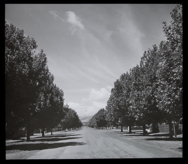 Tree-lined residential street, 1940