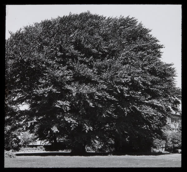 Specimen tree and Risingholme, 1943