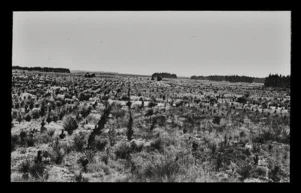 Pine saplings, 1910